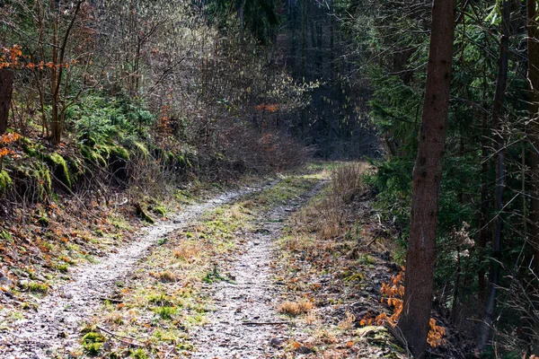 Sentier de randonnée dans la forêt I — Photo