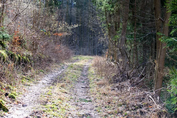 Sentier de randonnée dans la forêt — Photo