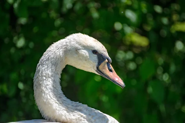 Retrato de un cisne blanco en un lago —  Fotos de Stock