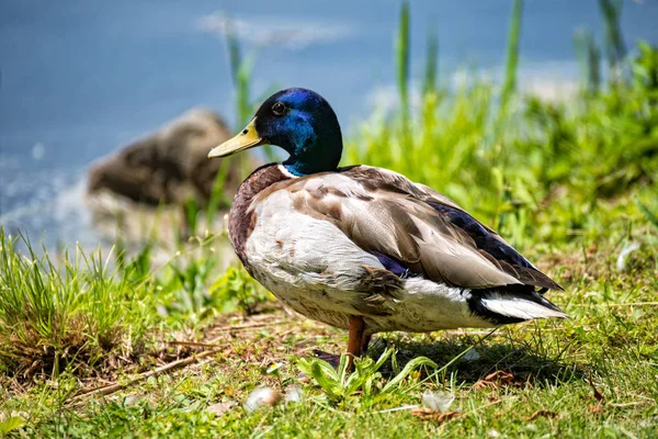 Male duck stands on the meadow and looks to the lake — Stock Photo, Image