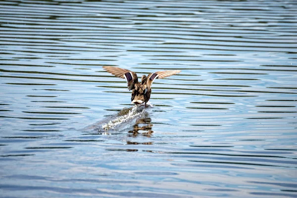 Female duck lands in the middle of the lake — Stock Photo, Image