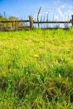 çayır üzerinde tek kara hindiba