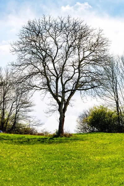 Kale boom in de clearing — Stockfoto