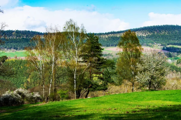 Mýtinu v lese — Stock fotografie