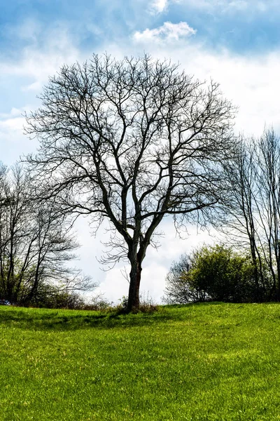 Kale boom in de clearing — Stockfoto