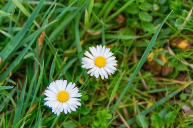 Daisy Bellis lerdeki çayır ortasında bahar yetişir