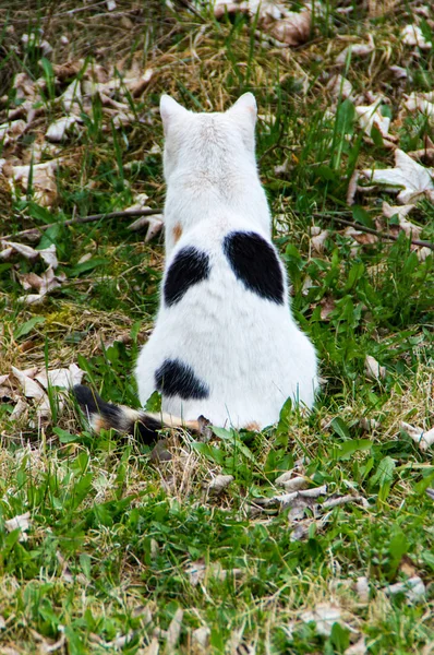 Gato con piel blanca y negra se sienta en el prado y muestra su espalda —  Fotos de Stock