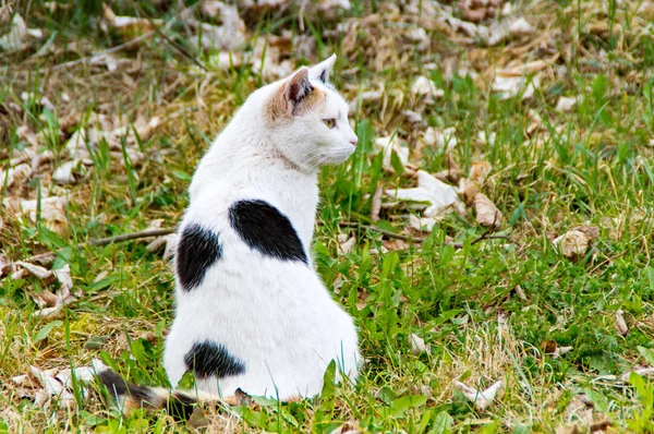 Svart vit katt sitter på ängen och tittar på fåglar — Stockfoto