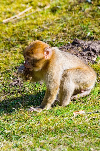 Macaquinho Berbere Sentado Sozinho Prado — Fotografia de Stock