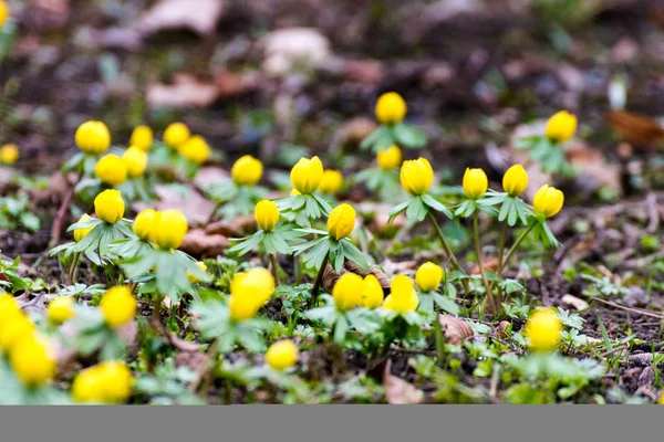 Winterlings in het voorjaar — Stockfoto