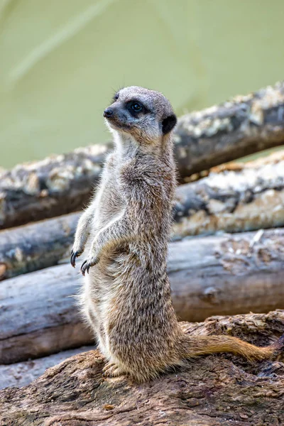 Küçük çöl faresi nöbet tutar