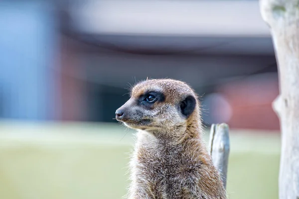 Petit suricate tient la garde — Photo