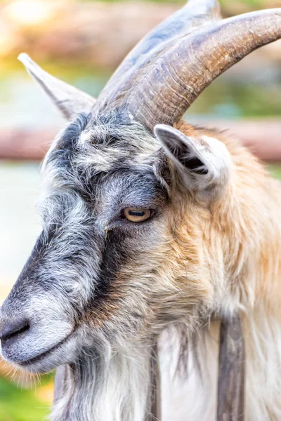 Ziege auf dem Bauernhof — Stockfoto