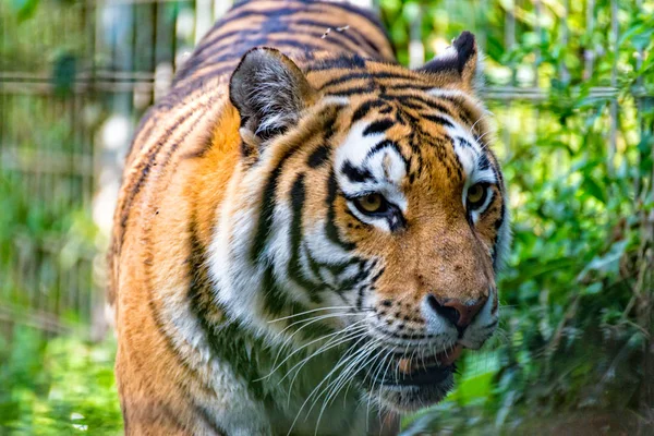 Tiger grazing through the countryside — Stock Photo, Image