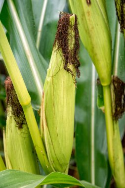 Üzerinde bir yürüyüş iz üzerinde bitki üzerinde büyüyen mısır