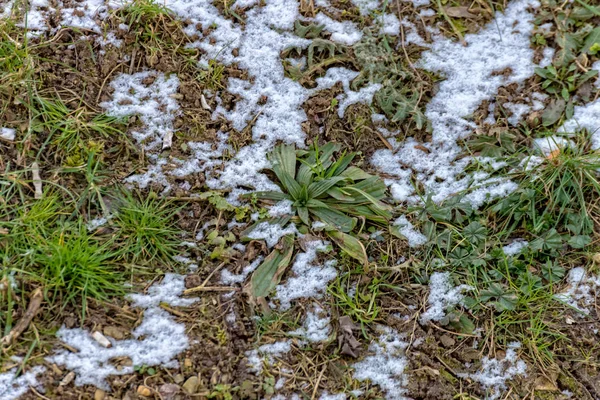 Маленькие растения, покрытые снегом зимой — стоковое фото
