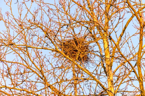 Las aves anidan en lo alto del árbol — Foto de Stock