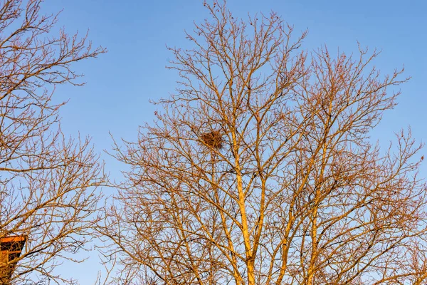 Δέντρο με μια φωλιά πουλιών στο στέμμα — Φωτογραφία Αρχείου