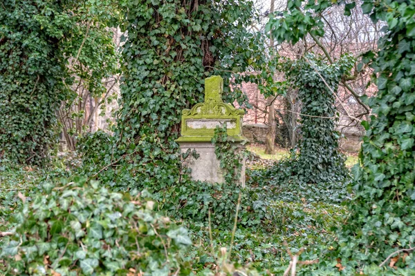 Старый могильный камень на кладбище, смешанный с плющом — стоковое фото
