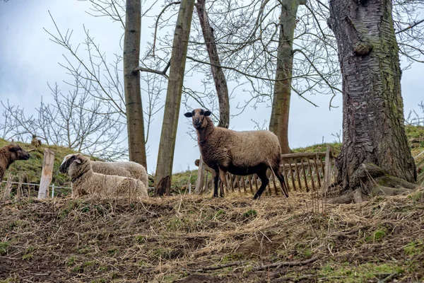 Camarões ovelhas fica no pasto em Jena — Fotografia de Stock