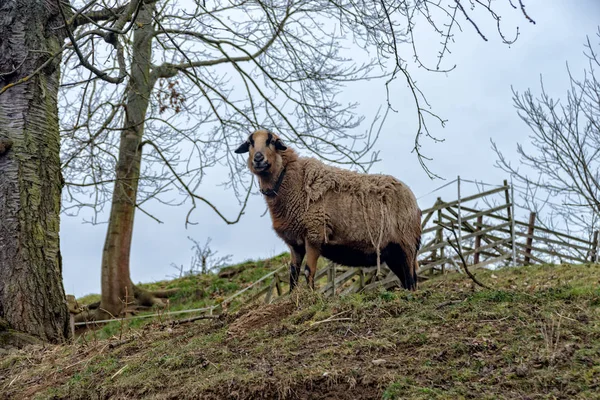 Kamerun koyunu Jena mera duruyor — Stok fotoğraf
