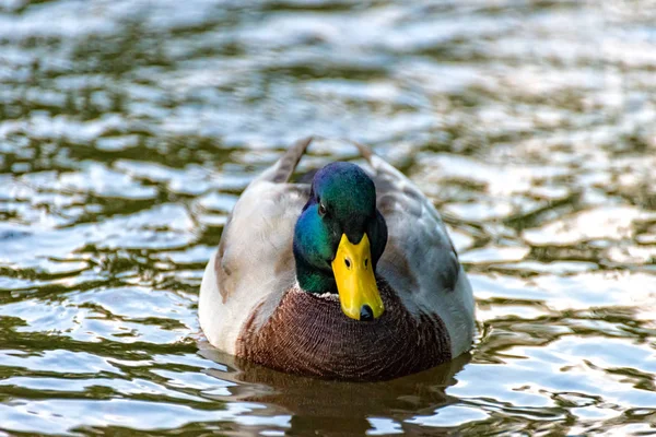 Canard mâle nageant confortablement sur la rivière — Photo