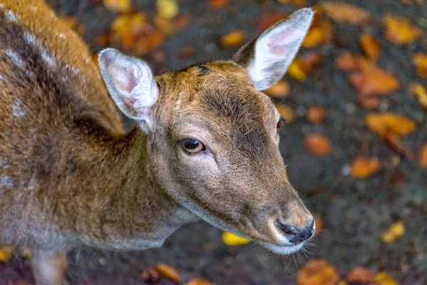 A young deer in its field