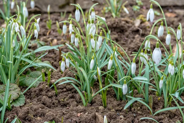 Small snowdrops grow on a bed in January — Stock Photo, Image