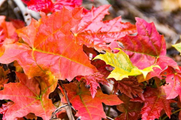 Een gevallen blad op de grond — Stockfoto