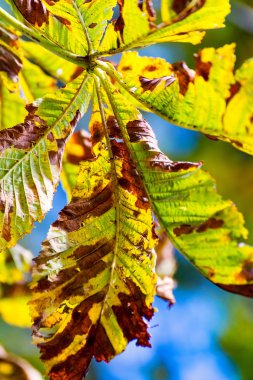 Kestane ağacının 3