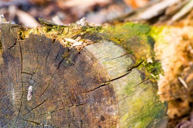 Sahilde dalgaların karaya attığı odun