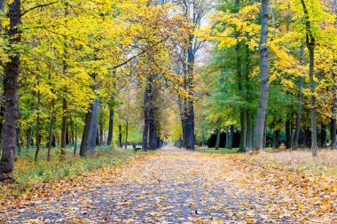 Bad Blankenburg orman yolu