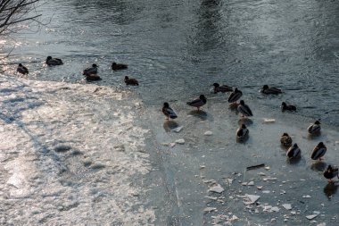 Yeşilbaş ördekler Jena donmuş Saale üzerinde