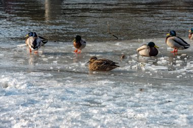 Yeşilbaş ördekler Jena donmuş Saale üzerinde