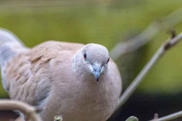 Laughing Dove looks straight into the camera