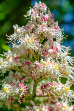 çiçek kestane ağacı