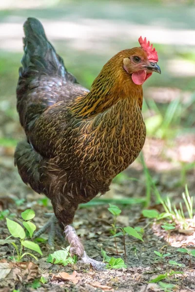 Le poulet court à travers la cour — Photo