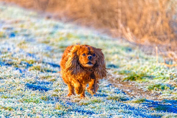 Cavaleiro Rei Charles Spaniel cão corre através de uma estrada de terra — Fotografia de Stock