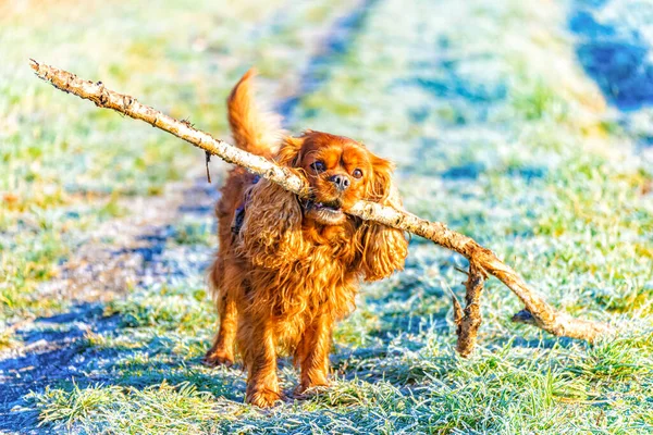 Cavalier King Charles Spaniel dog carries a big stick in his mouth