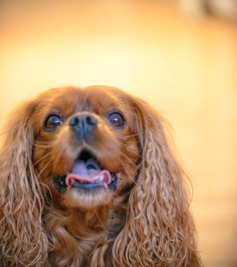 Şövalye Kral Charles Spaniel 'in portresi.