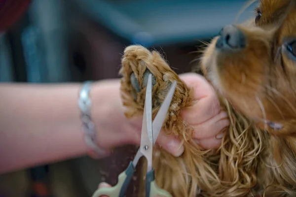 The paw of a dog is cut with scissors