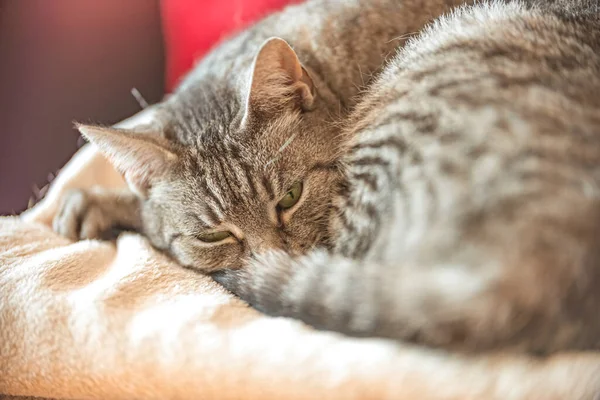 寝ているときに灰色の縞模様のヨーロッパの短毛猫 — ストック写真
