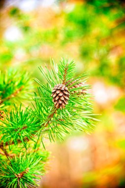 Ormandaki bir çam ağacında çam kozalağı