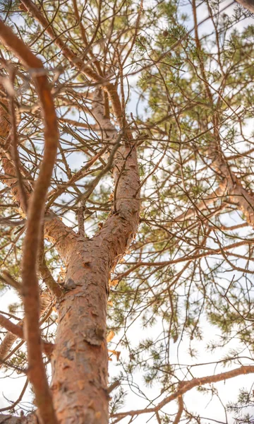 Pin Dresse Dans Forêt — Photo