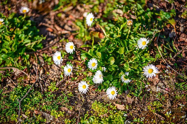 Tusindfryd Blomstrer Foråret Eng - Stock-foto