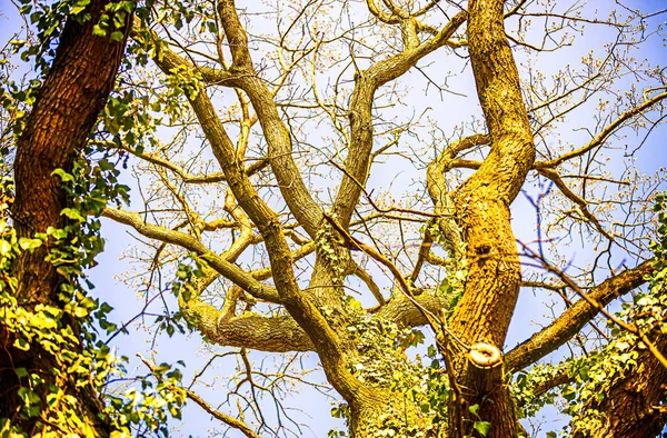 Árvore Primavera Com Primeiros Botões — Fotografia de Stock