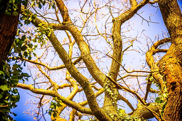 Δέντρο Την Άνοιξη Πρώτα Μπουμπούκια — Φωτογραφία Αρχείου