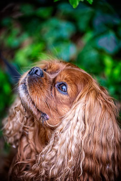 Portrait of a Cavalier King Charles Spaniel dog