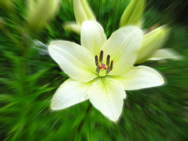 Lirio blanco en un jardín de flores (desenfoque radial ). — Foto de Stock