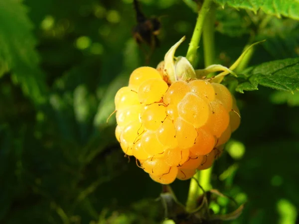 Berry żółte maliny na krzaku w ogrodzie. — Zdjęcie stockowe